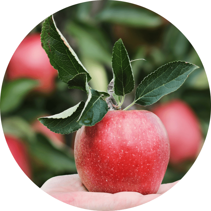 Extras Yakmur Websites